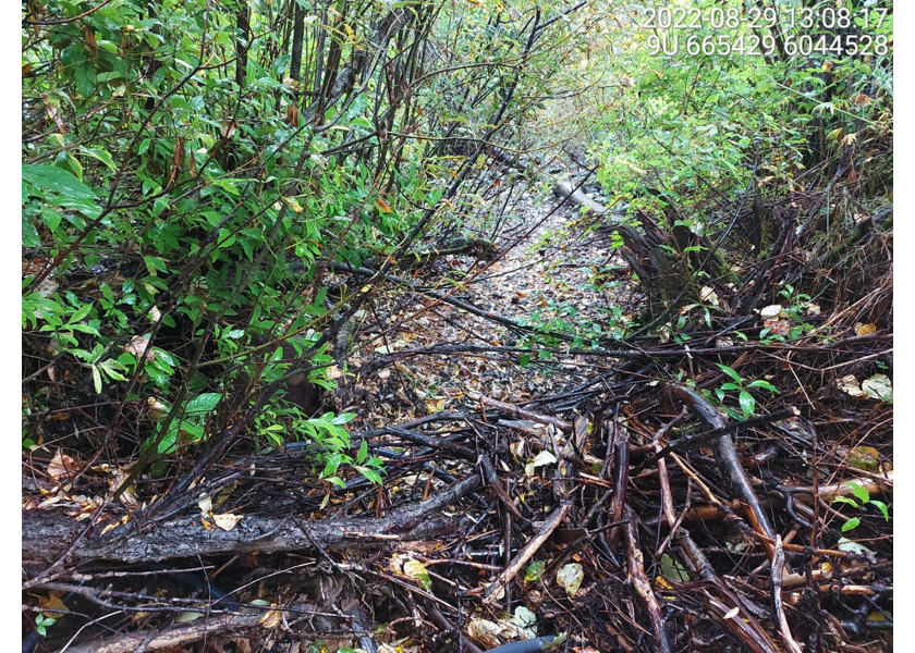 Habitat upstream of PSCIS crossing 197653.