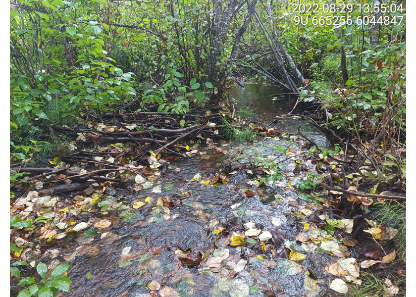 Habitat upstream of PSCIS crossing 197653.