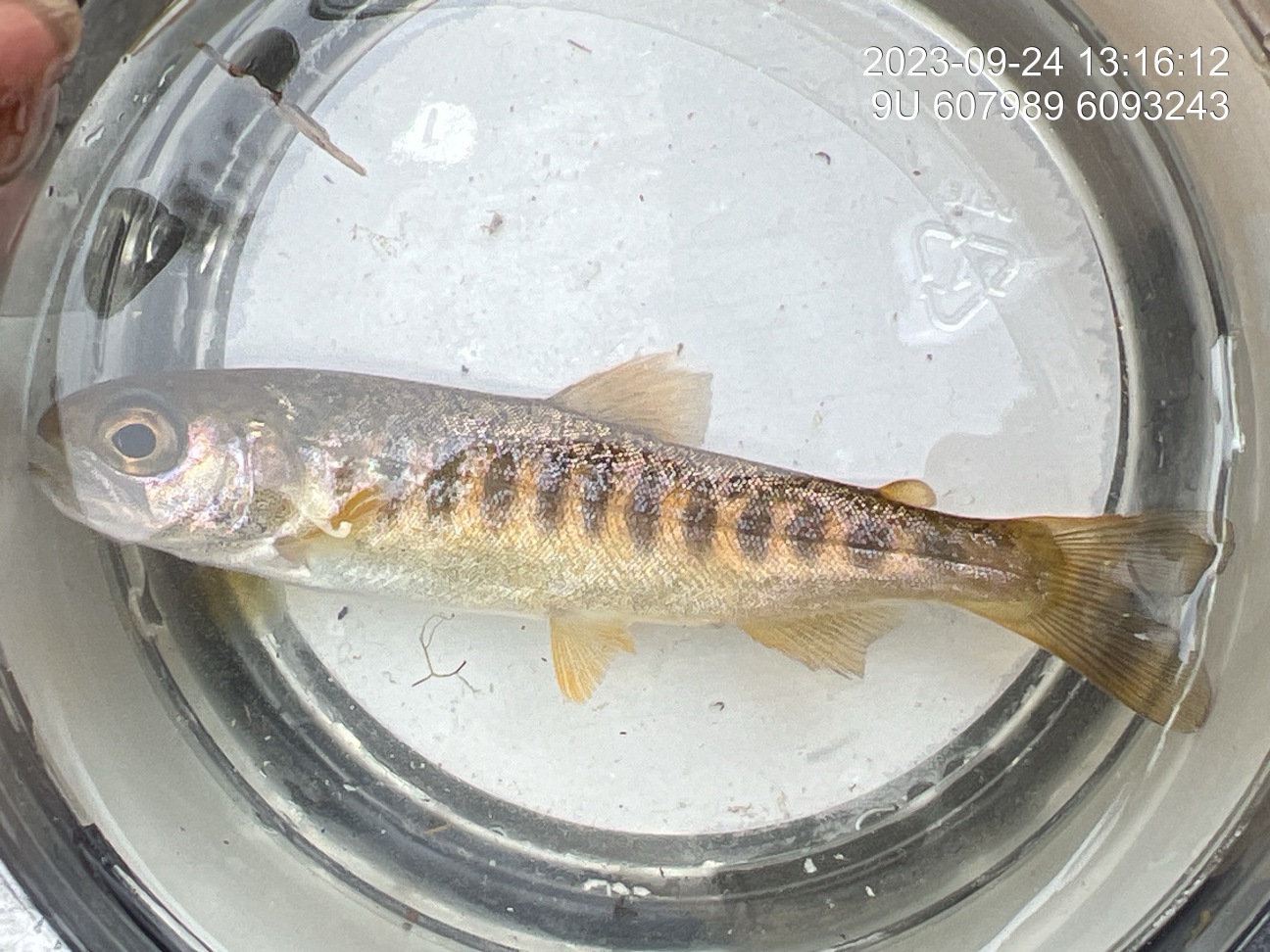 Coho parr captured below the lower rock outcrop and rock chute with dip nets during 2023 sampling.