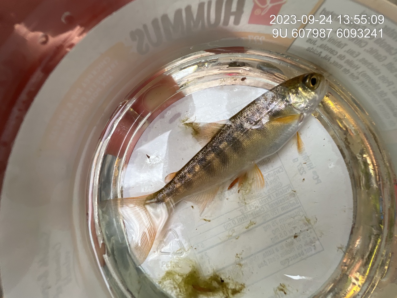 Coho parr captured below the lower rock outcrop and rock chute with dip nets during 2023 sampling.