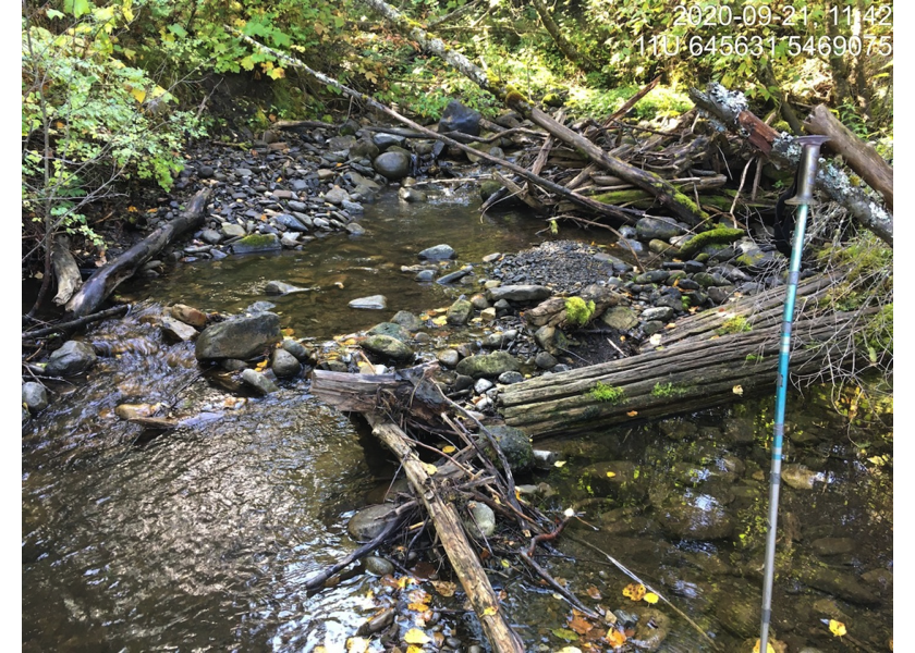 Typical habitat downstream of PSCIS crossing 50185.