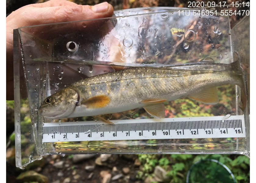 Bull trout captured downstream of PSCIS crossing 197555.