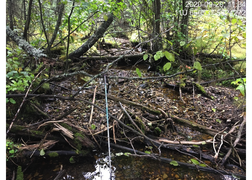 Typical habitat upstream of PSCIS crossing 62423.