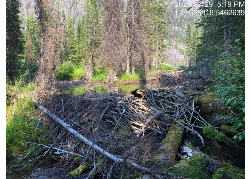 Beaver dam located upstream of PSCIS crossing 197787 and just below Lodgepole Lake.