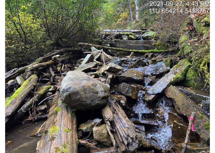 Habitat downstream of crossing 197796.