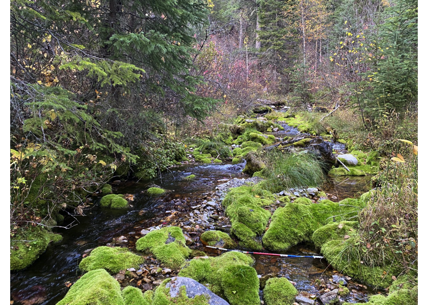 Habitat upstream of PSCIS crossing 197844.