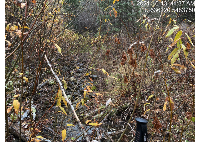 Habitat downstream of crossing 62505.