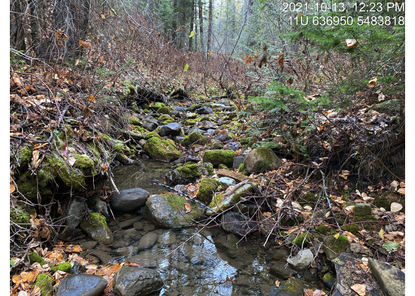 Habitat upstream of PSCIS crossing 62505.