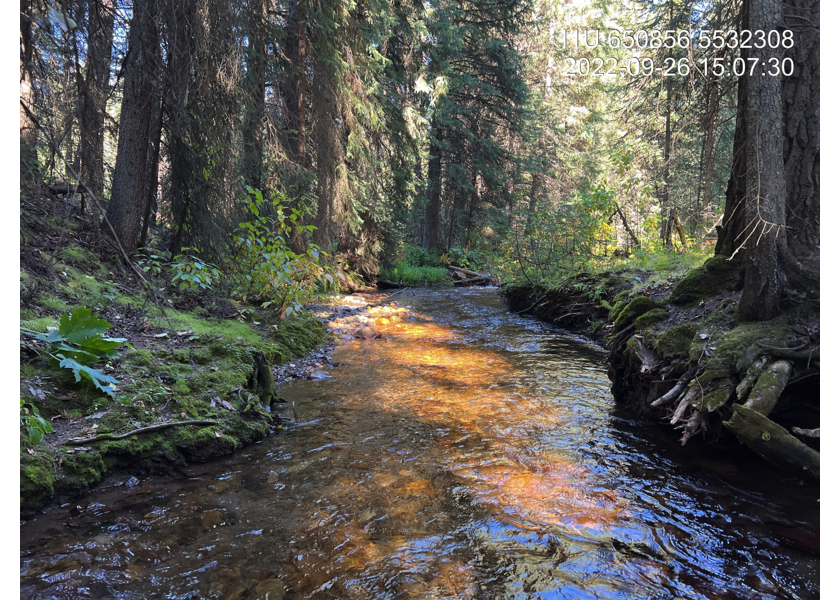 Typical habitat downstream of PSCIS crossing 197534, in Reach 1 of Weigert Creek.