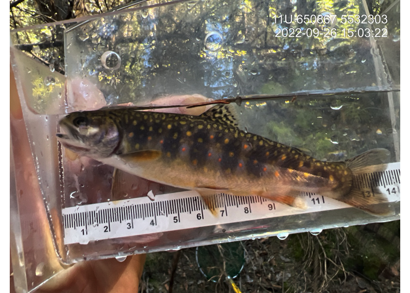 Brook Trout captured downstream of PSCIS crossing 197534 in reach 1.