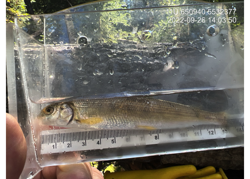 Mountain Whitefish captured downstream of PSCIS crossing 197534 in reach 1.