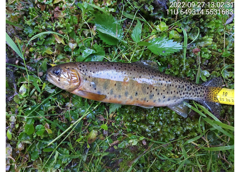 Westslope Cutthroat Trout captured upstream of PSCIS crossing 197534 in reach 2.