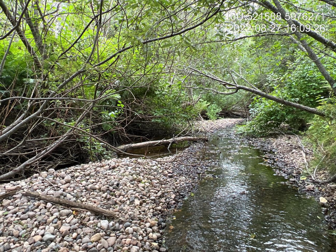 Typical habitat upstream of Foreman Road bridge on Bittner Creek.