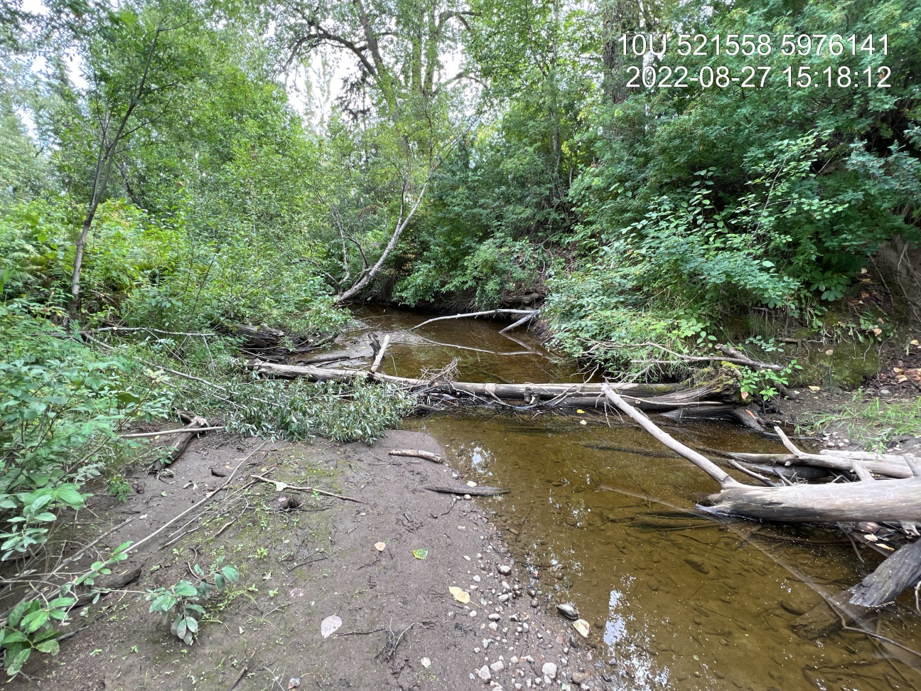 Habitat downstream of PSCIS crossing 196200, on Bittner Creek