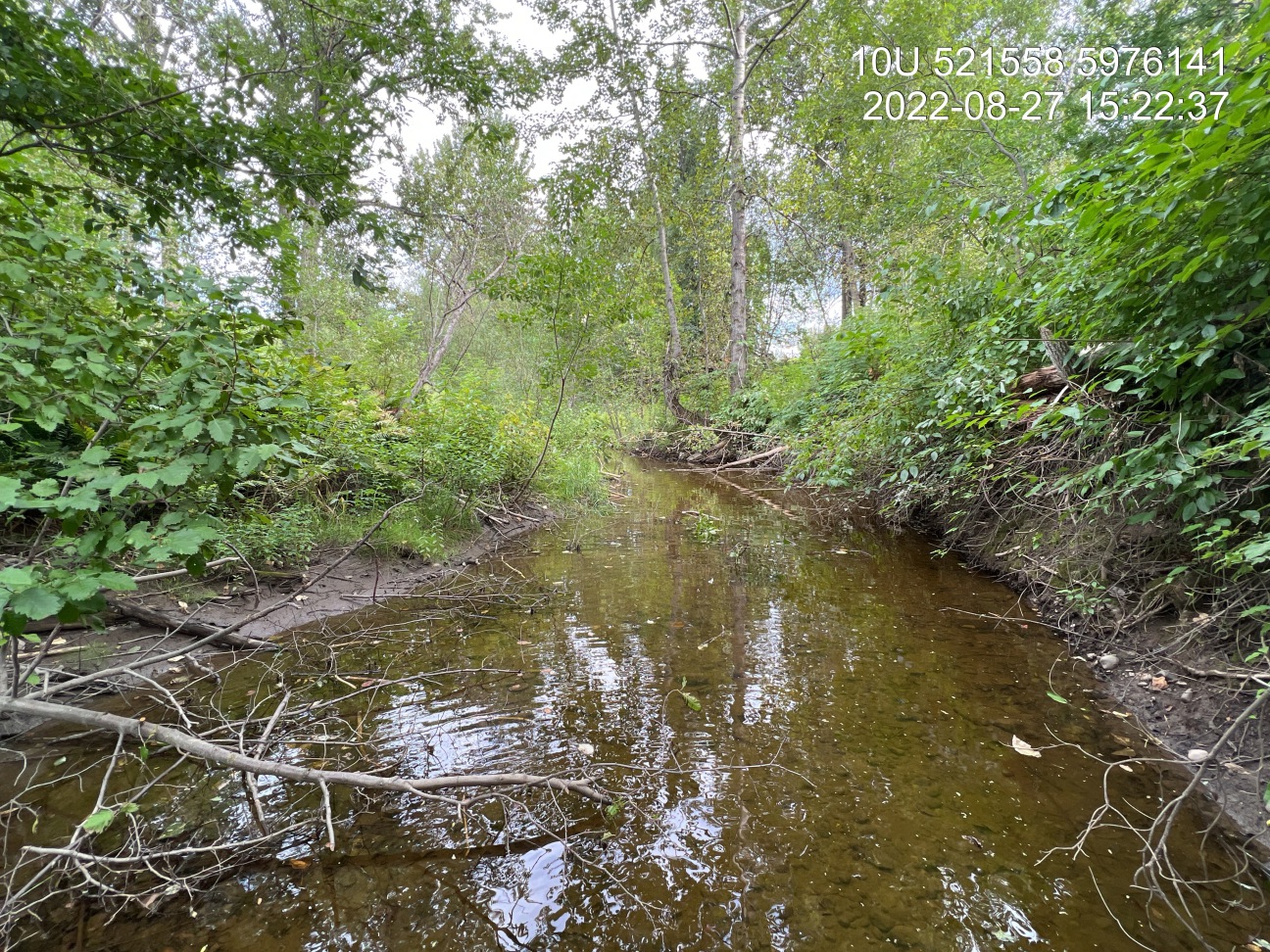 Habitat downstream of PSCIS crossing 196200, on Bittner Creek.