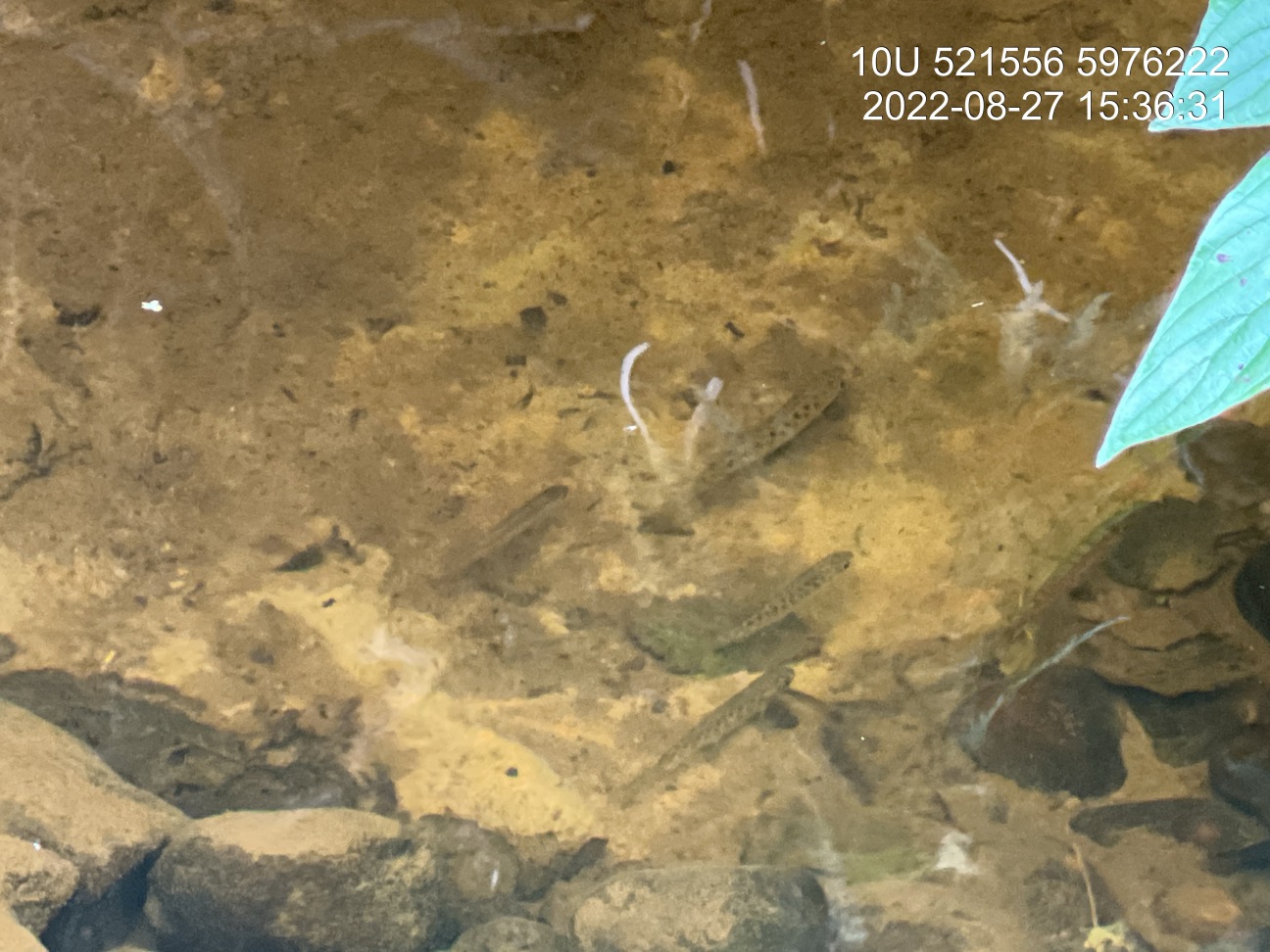 Salmonid parr observed upstream of bridge on Bittner Creek.