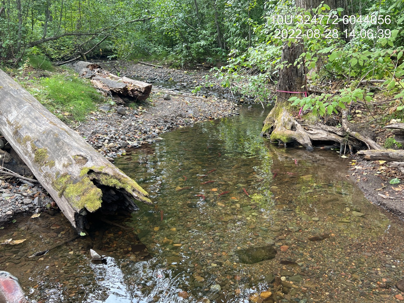 Habitat upstream of PSCIS crossing 198283 in Cross Creek.