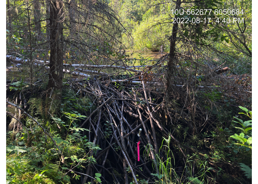 Beaver dam 1.6m high at modelled crossing 16601526, upstream of PSCIS crossing 125194.