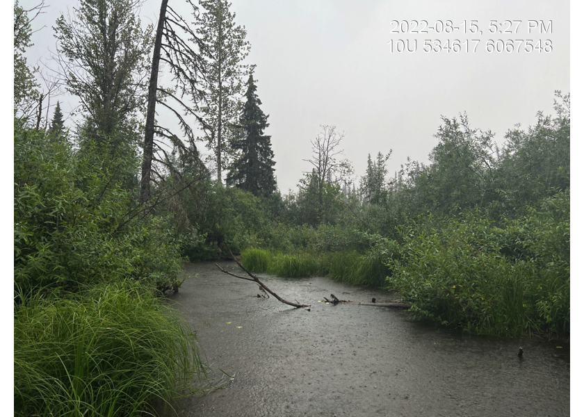 Transition to wetland type habitat, downstream of PSCIS crossing 125261.