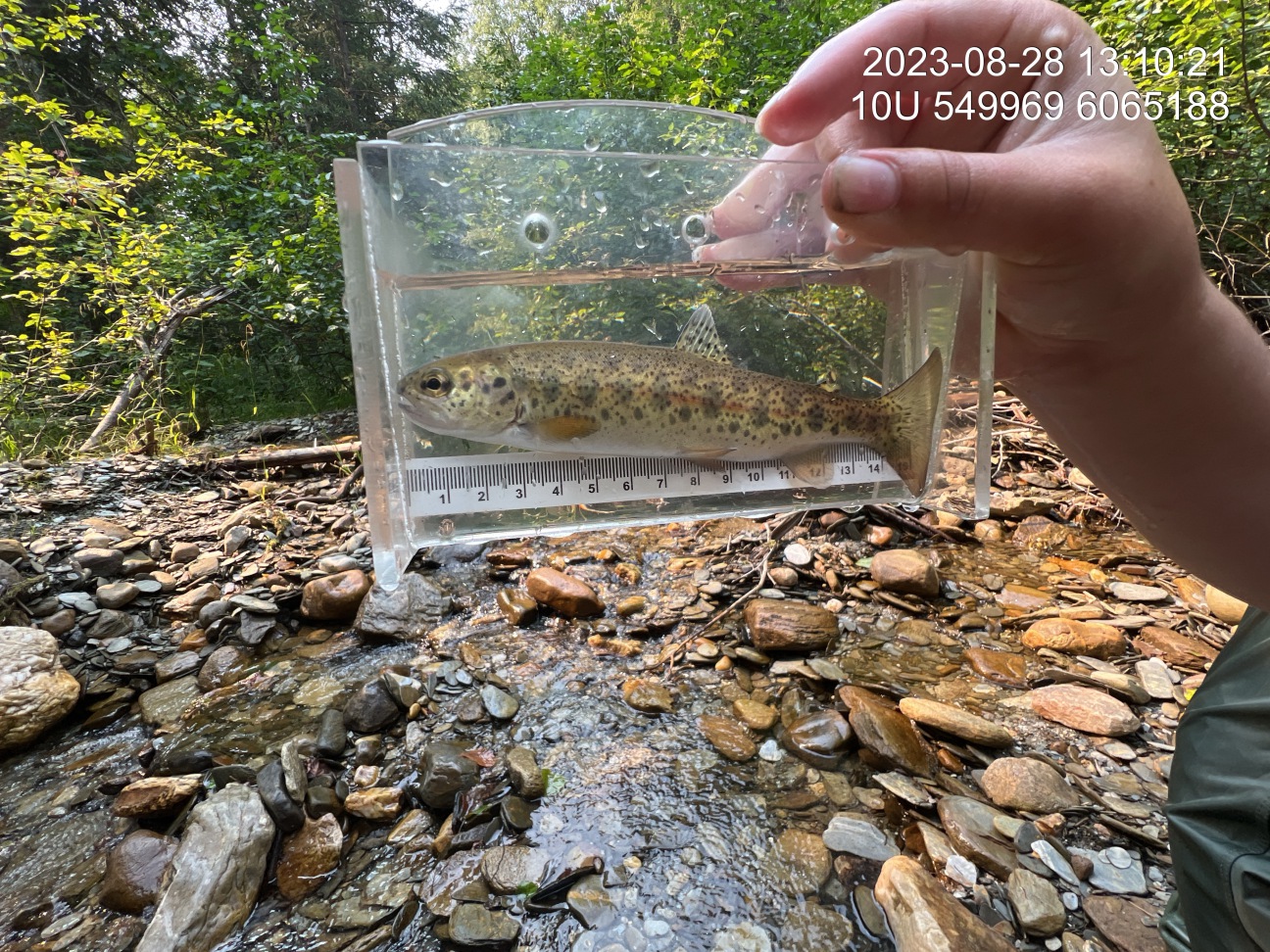 Rainbow trout captured upstream of PSCIS crossing 125231.