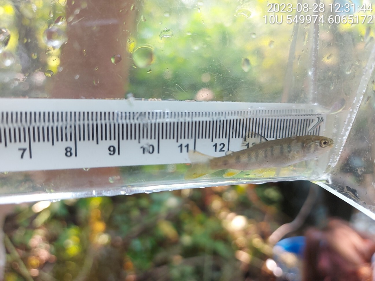 Rainbow trout captured upstream of PSCIS crossing 125231.