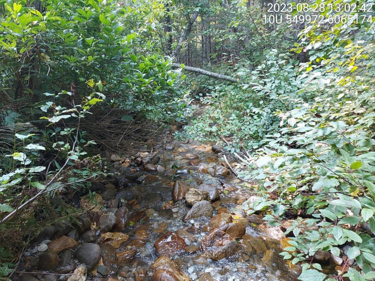 Habitat electrofished downstream of PSCIS crossing125231.