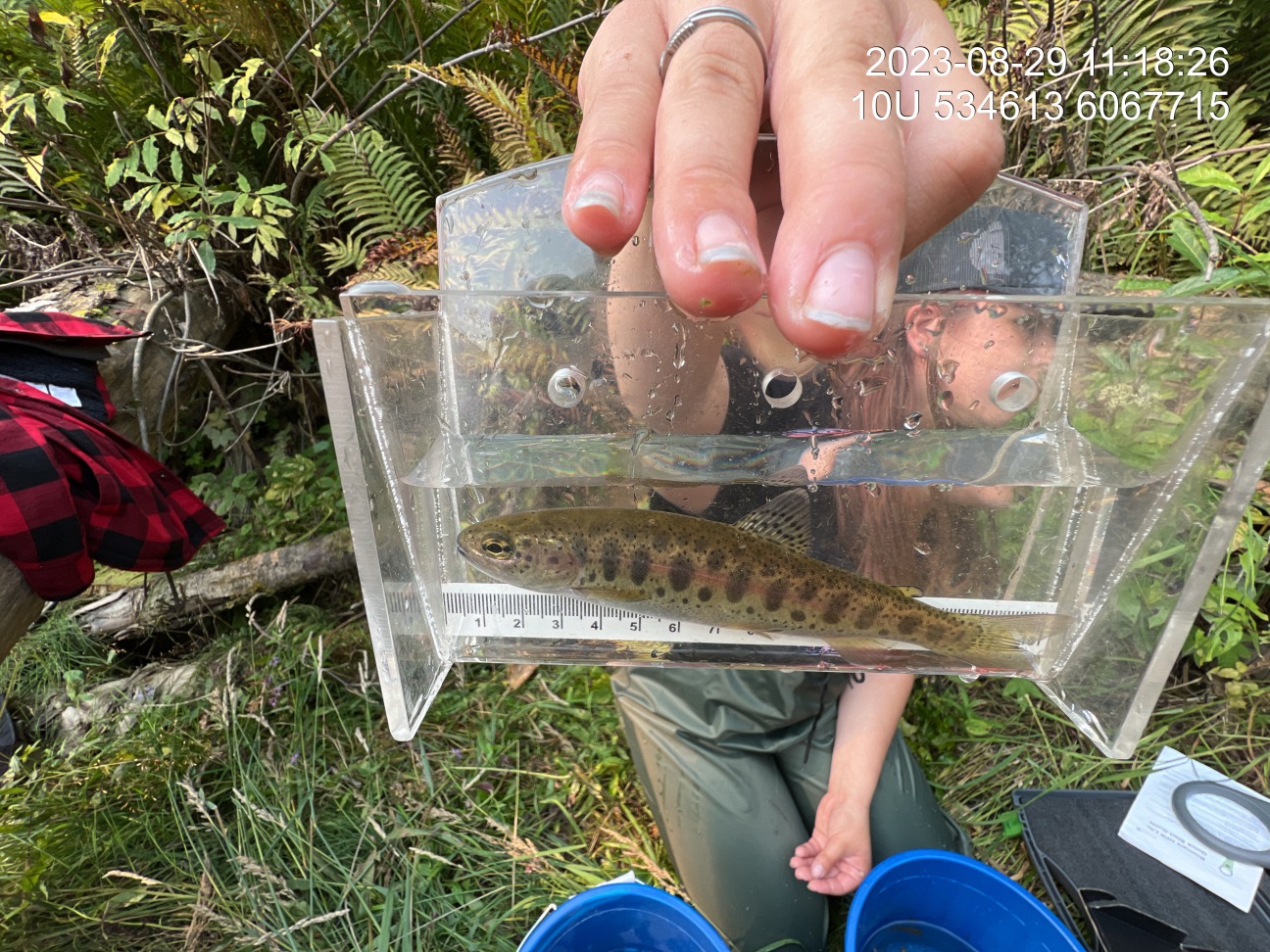 Rainbow trout captured downstream of PSCIS crossing 125261.