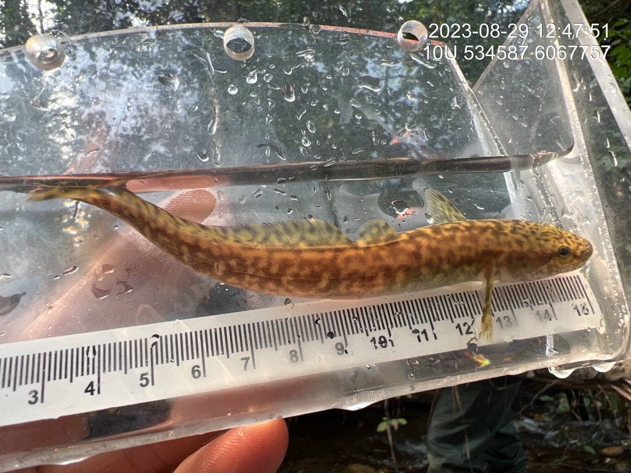 Burbot captured downstream of PSCIS crossing 125261.