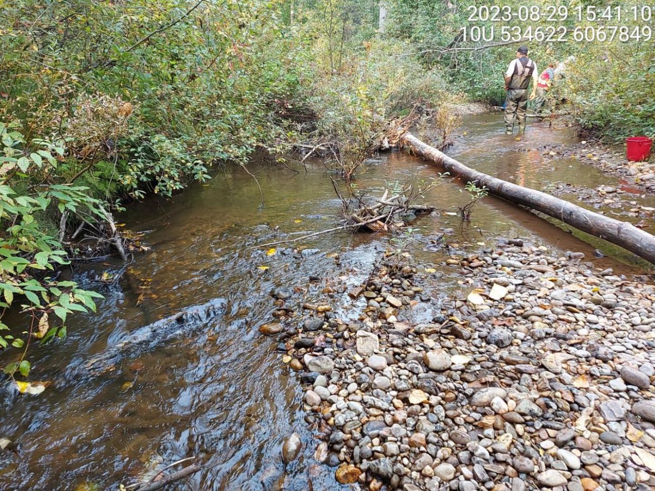 Habitat electrofished upstream of PSCIS crossing125261.