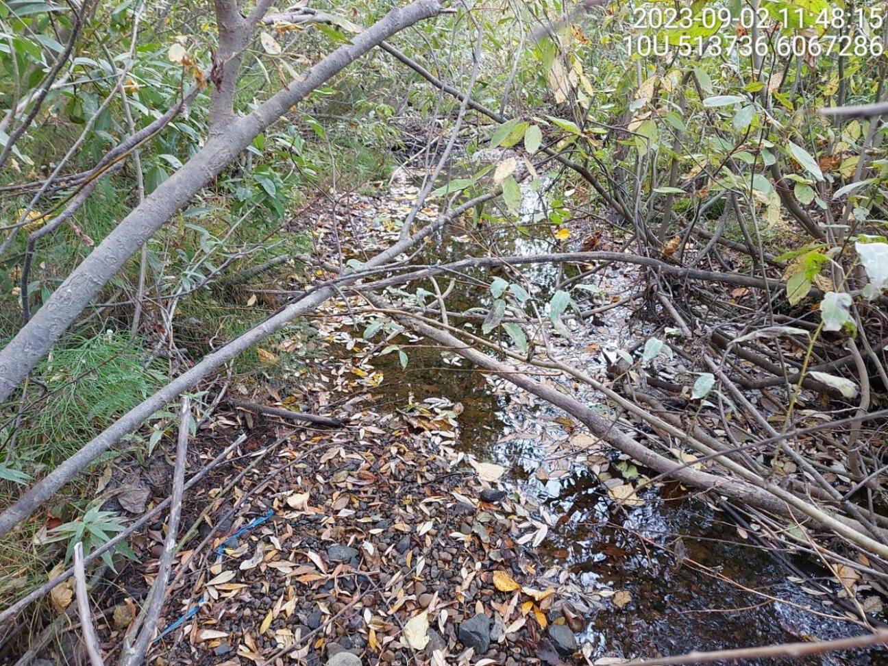 Typical habitat upstream of PSCIS crossing 198723 and downstream of 198694.