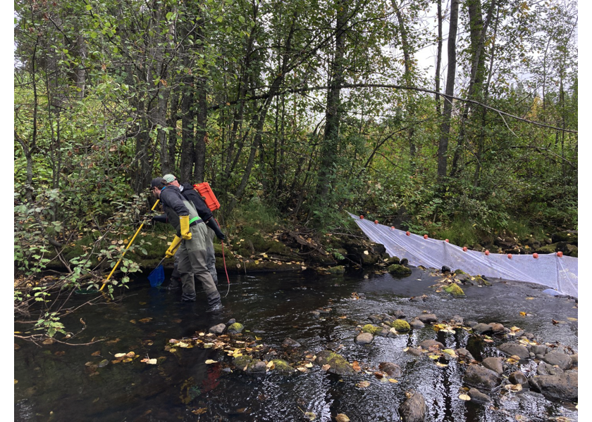 Habitat downstream of PSCIS crossing 197662.