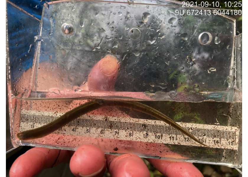 Lamprey captured downstream of PSCIS crossing 197662.