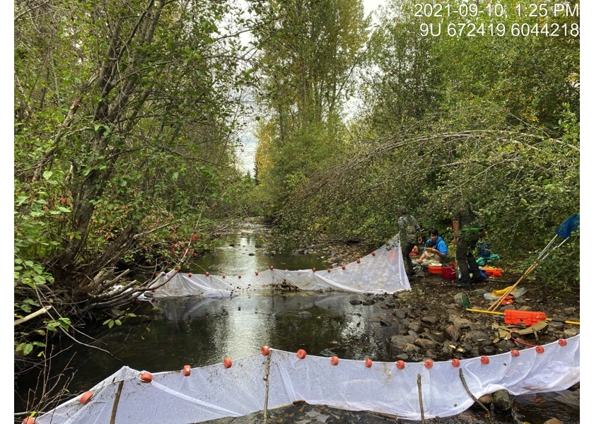 Habitat upstream of PSCIS crossing 197662.