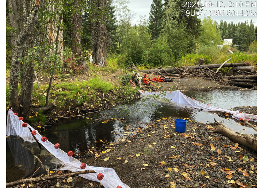 Habitat upstream of PSCIS crossing 197662.