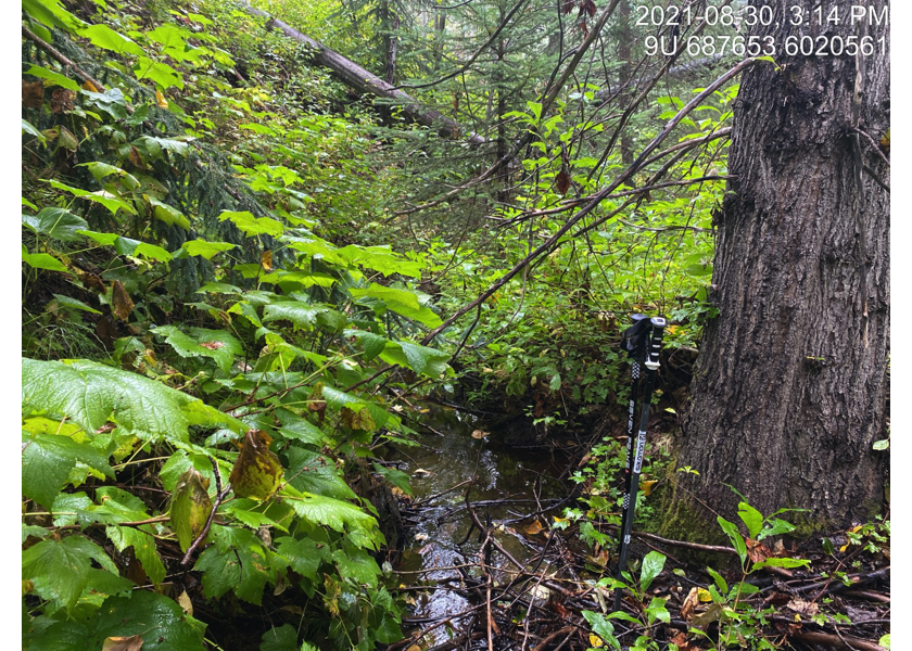 Habitat downstream of PSCIS crossing 197909.