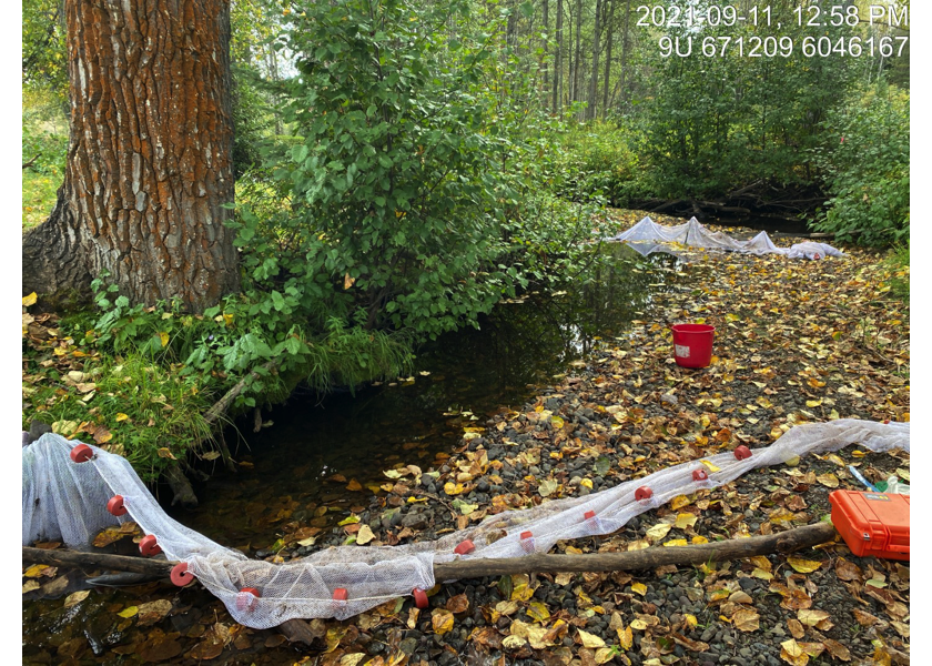 Typical habitat downstream of PSCIS crossing 197912.