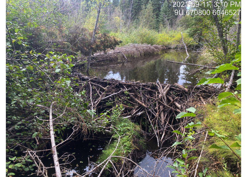 Typical habitat upstream of PSCIS crossing 197912.