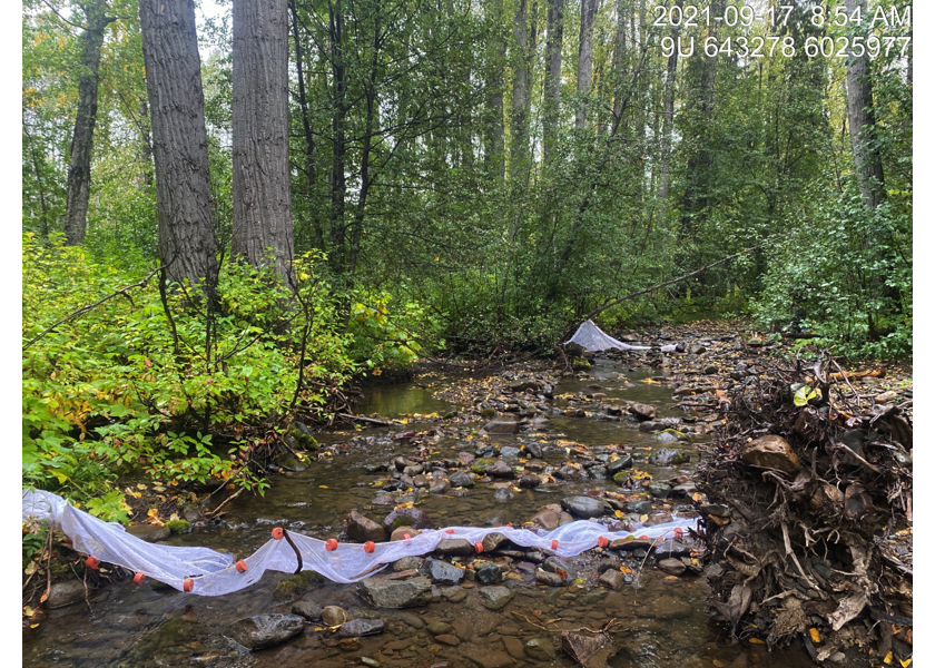 Closed electrofishing site downstream of PSCIS crossing 197962.