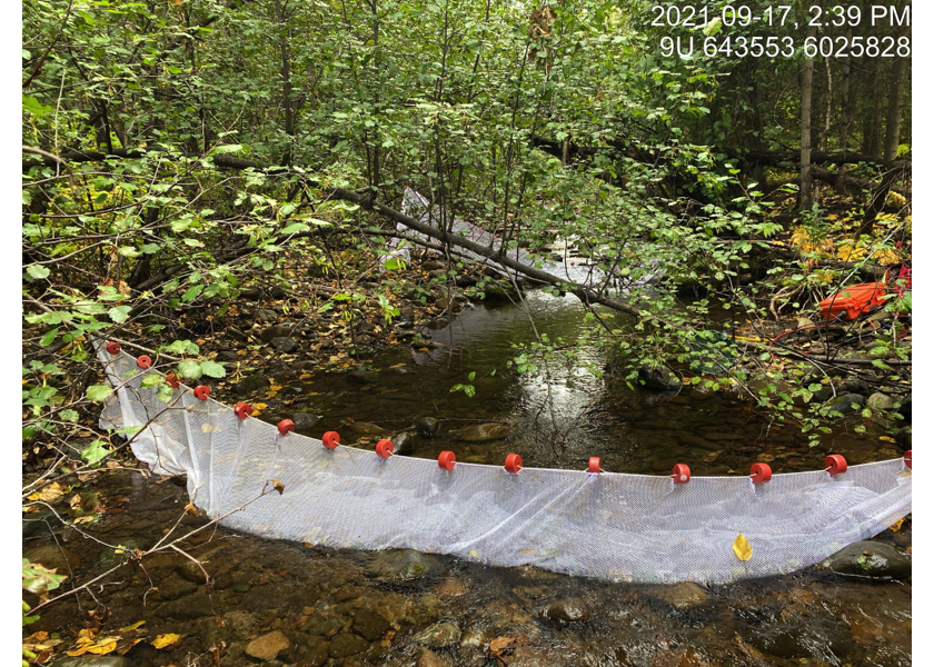 Closed electrofishing site upstream of PSCIS crossing 197962.