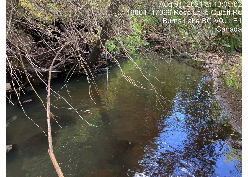 Habitat downstream of PSCIS crossing 197967.