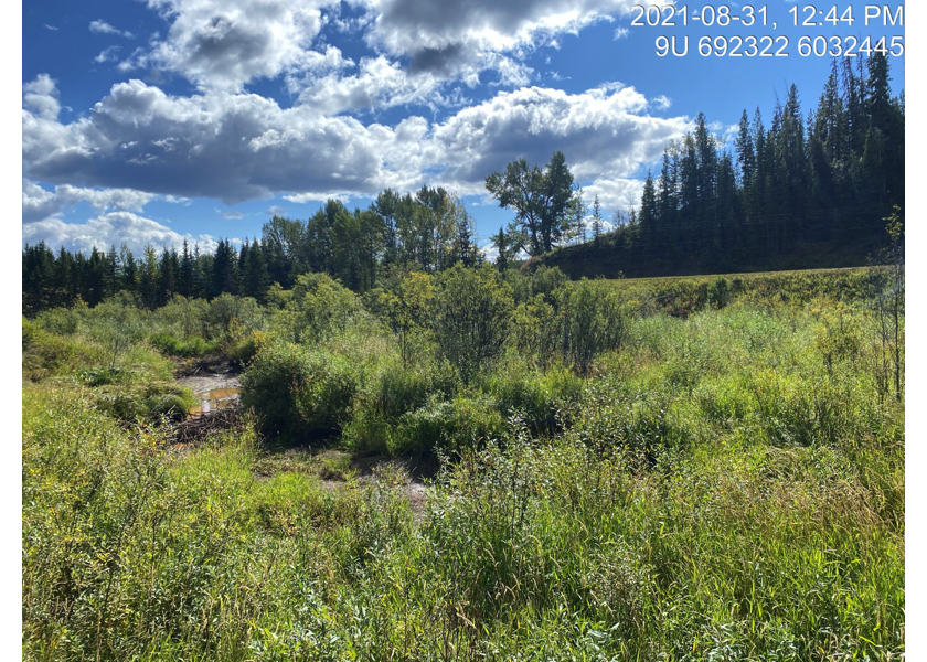 Habitat upstream of PSCIS crossing 197967.