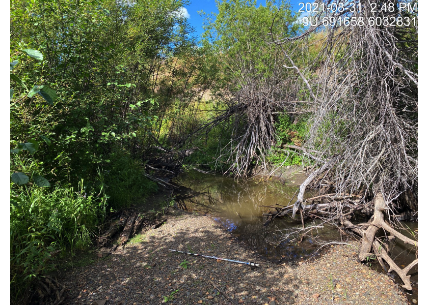 Habitat upstream of PSCIS crossing 197967.