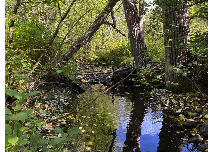 Habitat upstream of PSCIS crossing 198049.