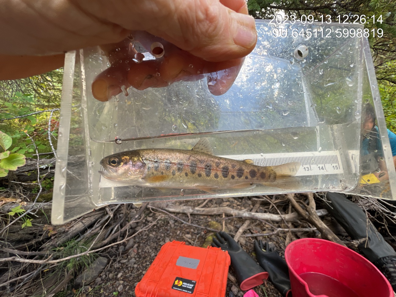 Rainbow trout captured downstream of PSCIS crossing 197378 in 2023.