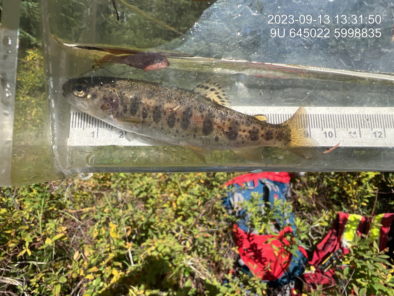 Rainbow trout captured upstream of PSCIS crossing 197378 in 2023.