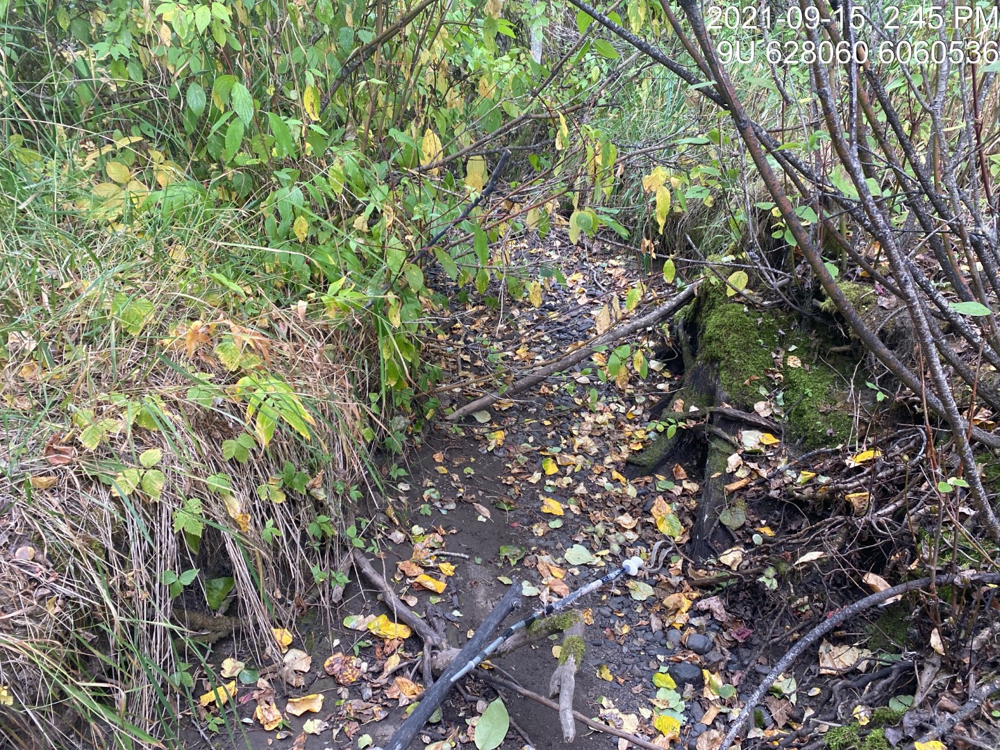 Habitat downstream of PSCIS crossing 123544.