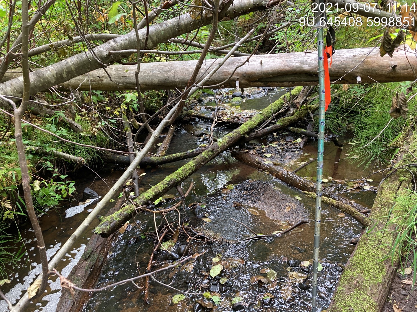 Typical habitat downstream of PSCIS crossing 197378.