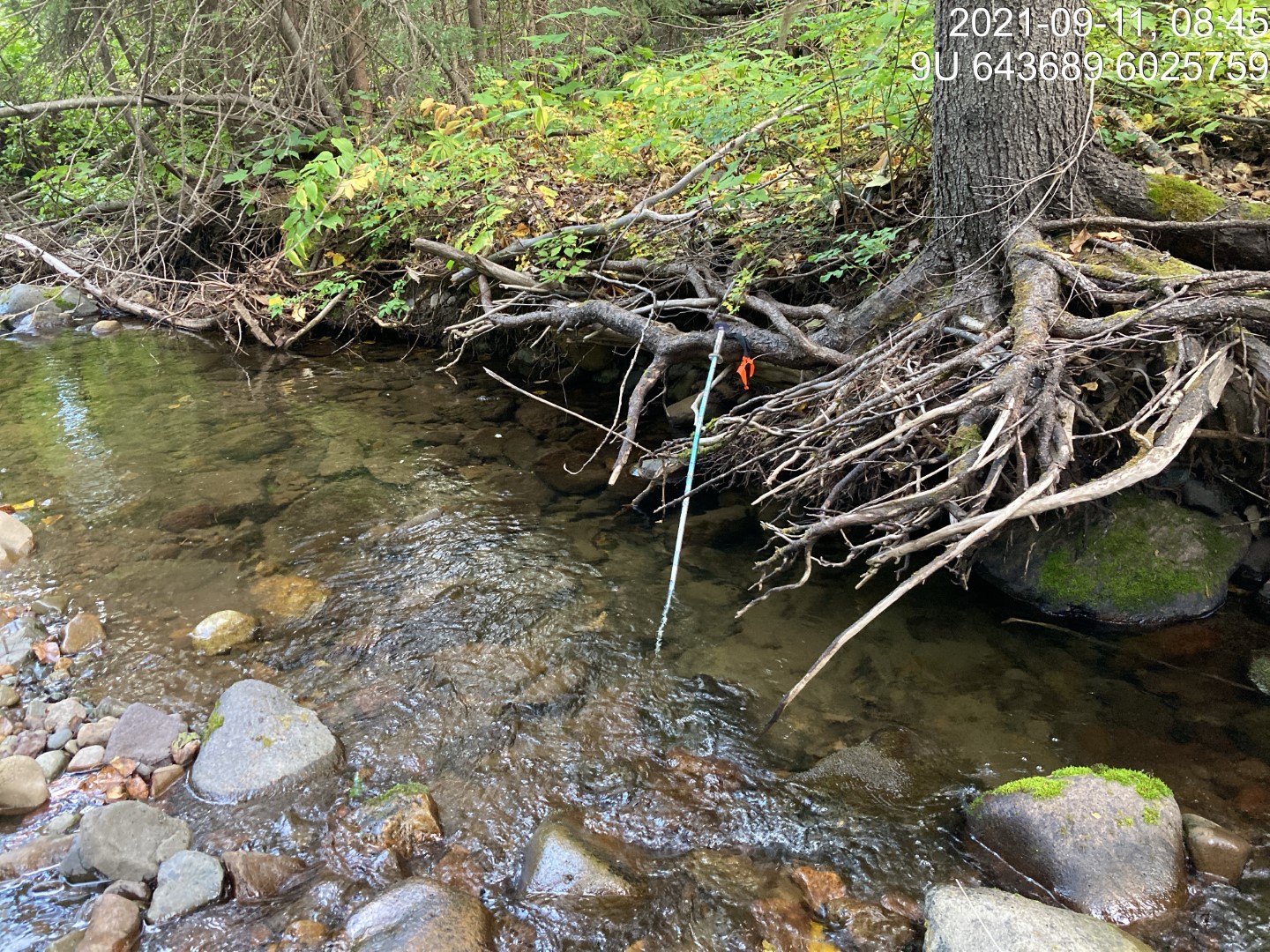 Habitat upstream of PSCIS crossing 197962.