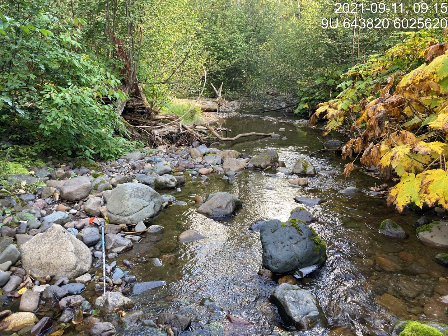 Habitat upstream of PSCIS crossing 197962.