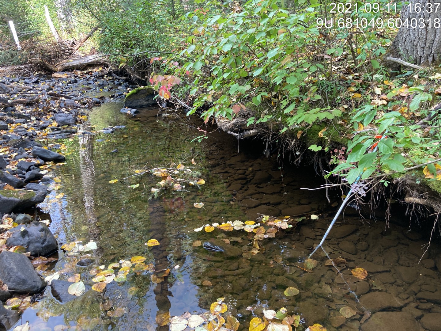 Typical habitat upstream of PSCIS crossing 197975.